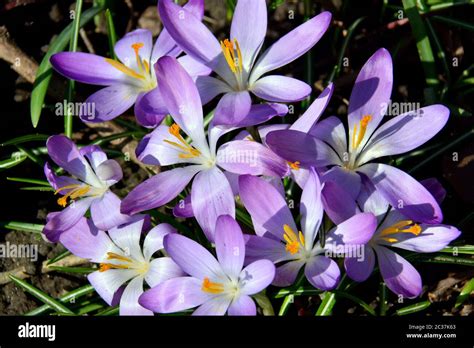 Crocus Krokusse Crocus sp sáfrány Stock Photo Alamy