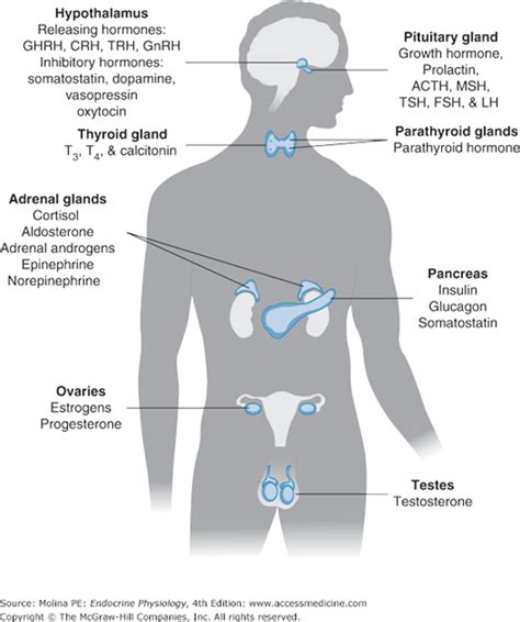 General Principles Of Endocrine Physiology Basicmedical Key