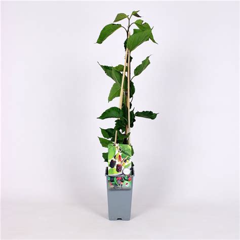 Comprar Rbol Morera Negra Plantas De Morus Nigra Plantamus Vivero