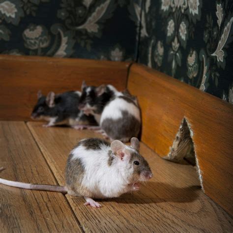 Mice Control & Removal in DE, MD, and VA | Wilkins