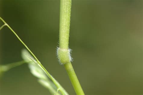 Field Biology In Southeastern Ohio Pass The Grass