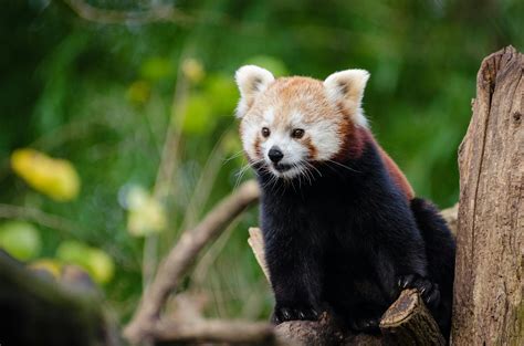 Black and Brown Coat Animal on Brown Trunk · Free Stock Photo