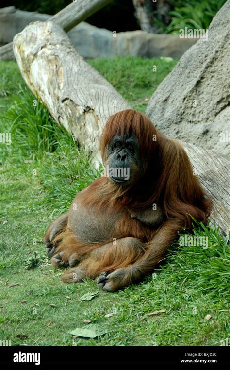 A big bellied monkey sitting on a branch Stock Photo - Alamy