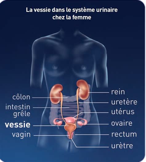 Système urinaire chez la femme reins et uretères vessie