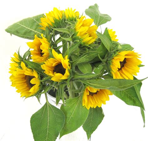Cut Sunflowers — Pioneer Flower Farms - Growers of Living Colour