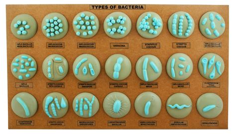 Eisco Labs Types Of Bacteria Model 21 Different Models Mounted On Bo