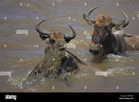 Nile Crocodile Crocodylus Niloticus Attacking Wildebeest Connochaetes