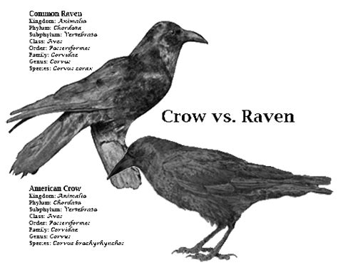 difference between crows and ravens | A Murder Of Crows and An