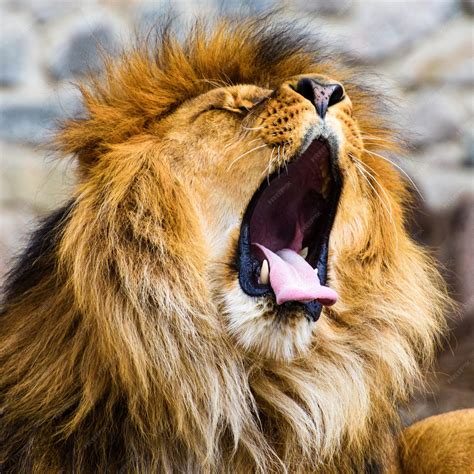 Premium Photo | Lion roar roaring lion close up of a lion roaring