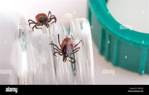 Close Up Of Ticks On Test Tube Castor Bean Tick Ixodes Ricinus