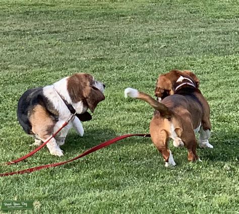 Ozzie the Basset Hound - Stud Dog in California , the United States