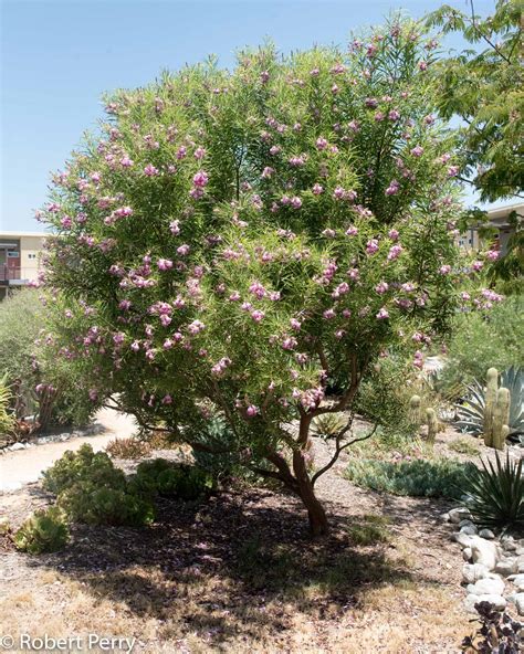 Desert Willow Leaves