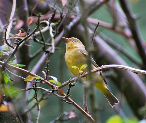 NW Bird Blog: Western Tanager - Female