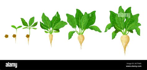 Sugar Beet Grow Stages Agriculture Seed Growth Timeline Plant