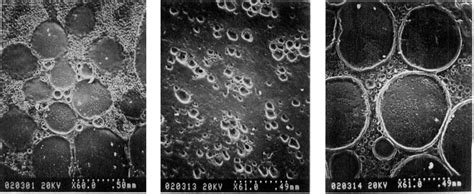 Scanning electron micrographs for PDMS-b-PPG copolymers. (Left) Block-1 ... 