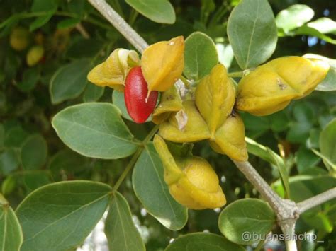 El Guayacán siempre luce vestido de verde Haiman el Troudi