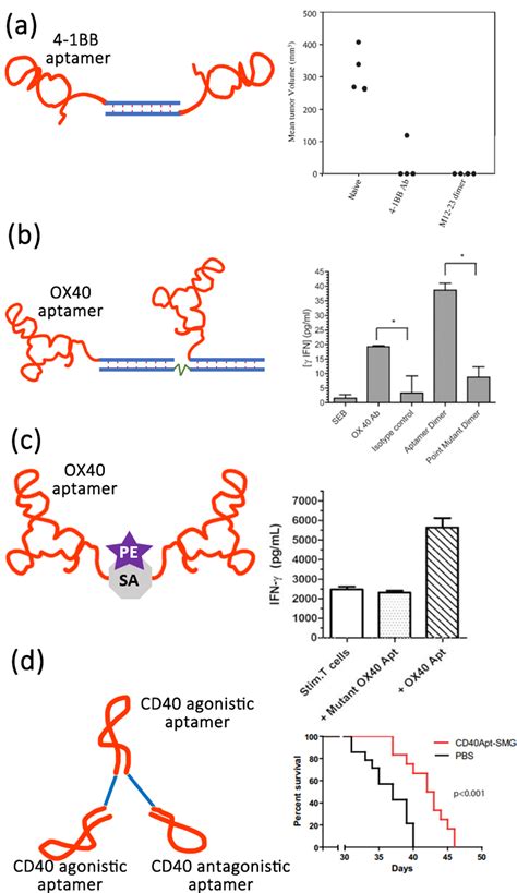 Examples Of The Application Of Aptamers As Agonists For Targeted