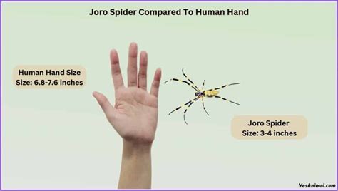 Joro Spider Size Explained & Compared With Other Spiders