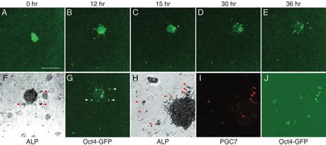 PGCs From Oct4 Positive Cell Cluster In Isolated Extra Embryonic