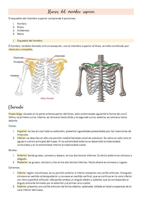 Esqueleto Del Miembro Superior Combinado El Esqueleto Del Miembro