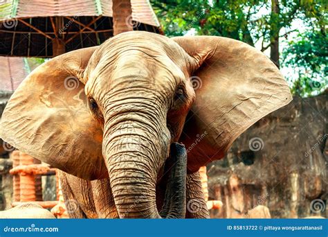 African elephants in zoo stock photo. Image of mother - 85813722