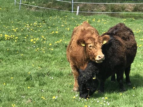 Das Besondere Galloway Fleisch Schneiders Gasthof Zum Waldstein