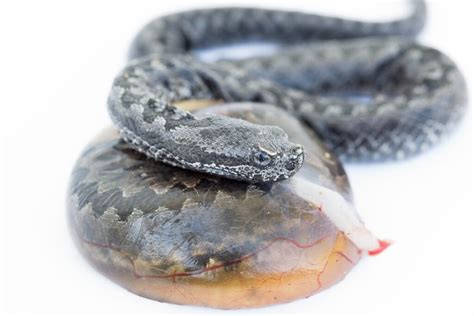 Do Rattlesnakes Lay Eggs? (Complete Birth Procedure)