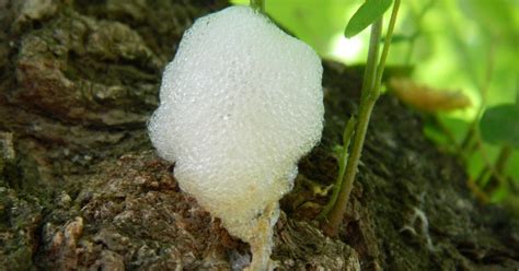 Jardiner A Pampeana Noviembre Con Chicharrita De La Espuma