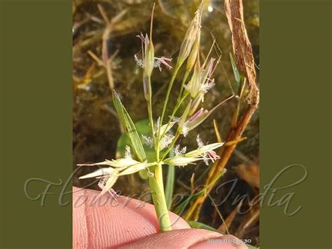 Hygroryza Aristata Asian Watergrass