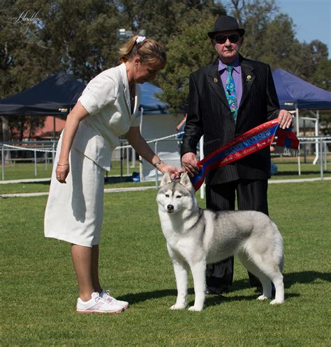 Asryn Kennels Siberian Huskies