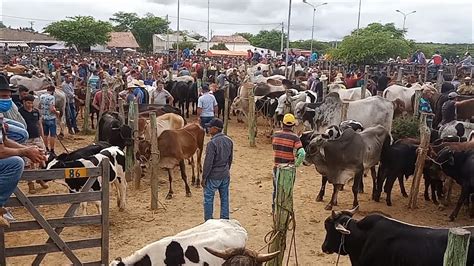 Feira Do Gado De Tabira Pe Veja Os Pre Os Youtube