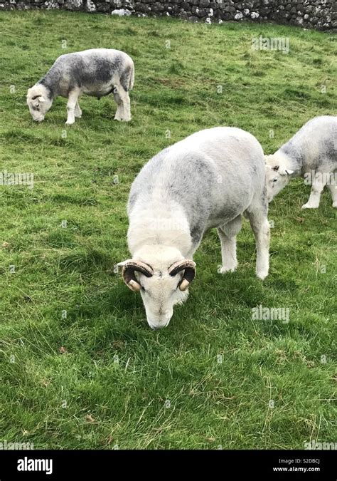 Sheep eating grass Stock Photo - Alamy