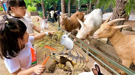 Kasih Makan Kambing Kerdil Domba Kelinci Kura Kura Ikan Angsa Di