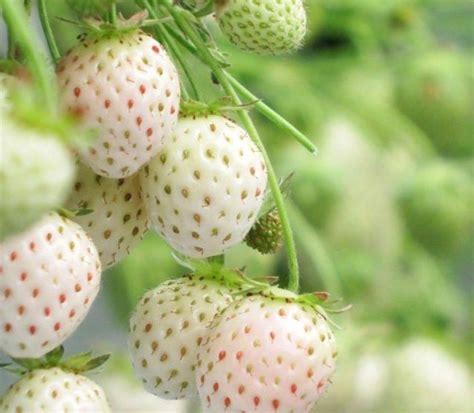 Пайнберри – клубника-"альбинос" со вкусом ананаса | Strawberry ...