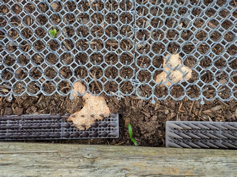 What is this growing in my raised bed? A fungus? : r/vegetablegardening