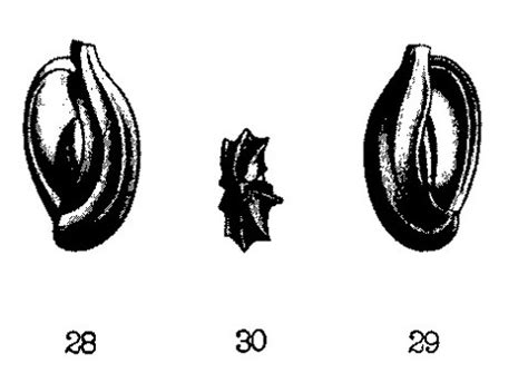 Adelosina Schreibersii Unknown None Miocene Neogene Foraminifera