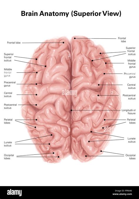 Esquema De La Anatomia Del Cerebro Stock De Ilustracion Imagen 65828119