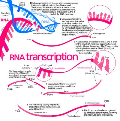 Simplified diagram of mRNA synthesis and processing. Enzymes not shown.