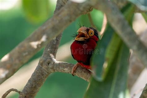 A Double Toothed Barbet Lybius Bidentatus In Rainforest Tree Looking