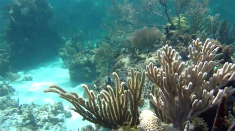 High Definition Uderwater Video At Sandy Cay Reef Abaco Bahamas Youtube