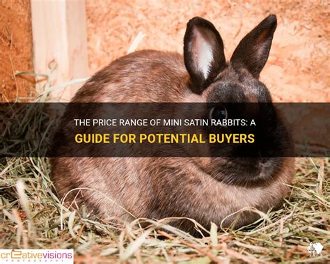 The Price Range Of Mini Satin Rabbits A Guide For Potential Buyers