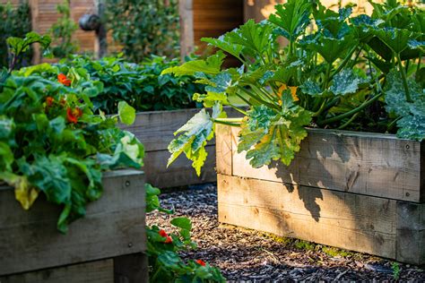 Raised Beds | Trees to plant, Veg garden, Homegrown
