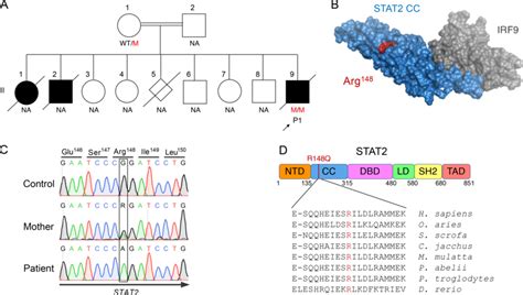 Homozygous Mutation Affecting The Coiled Coil Domain Of Stat