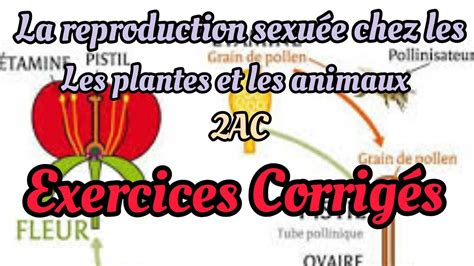 Exercices Corrigés De La Reproduction Sexuée Chez Les Plantes Et Les