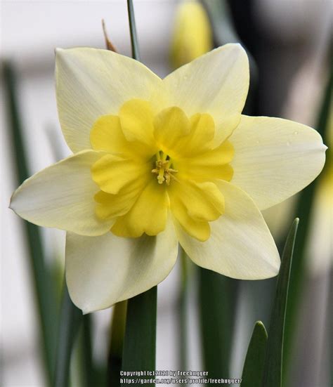 Photo Of The Bloom Of Split Cupped Collar Daffodil Narcissus Bella