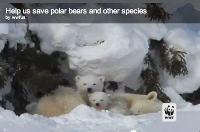 Due to poaching and habitat loss, two-thirds of polar bears could be ...