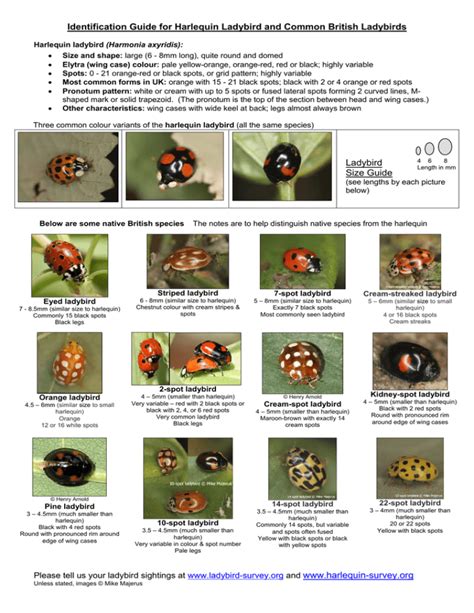 Ladybirds - Harlequin Ladybird Survey