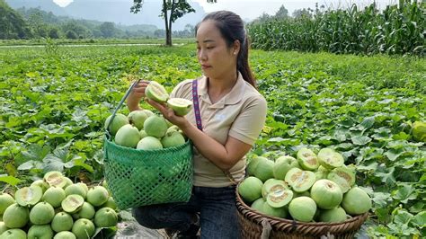 Harvesting Melon Pear Goes To The Market Sell Ng L U Youtube