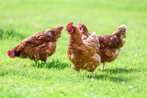 Voici Tous Les Avantages Lever Des Poules Au Jardin