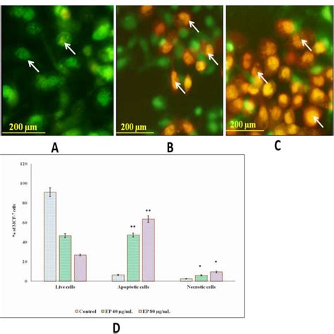 Effect Of EP On Apoptotic Morphological Changes In Microscopic